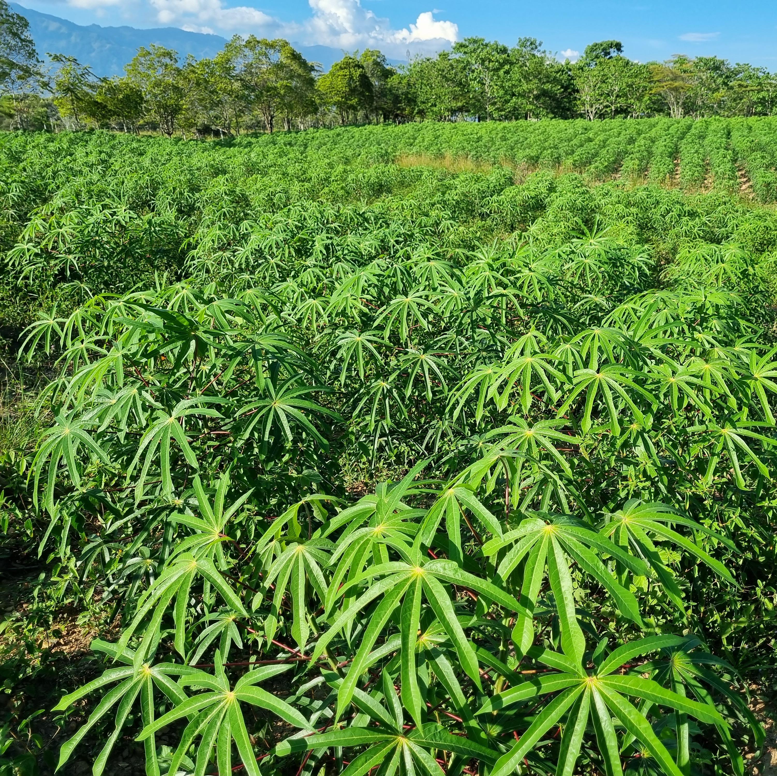 Fresh Cassava :: 60 tons available