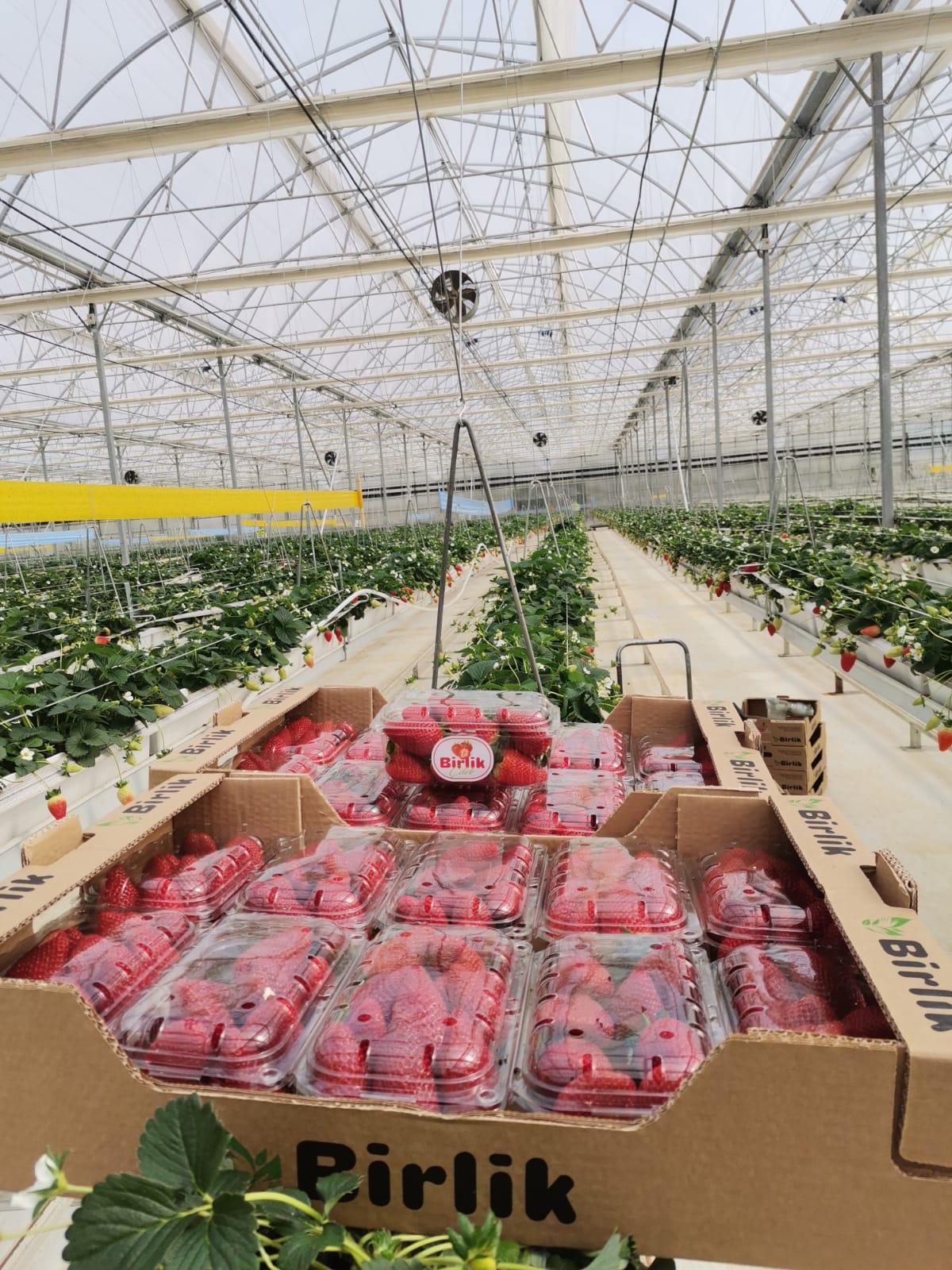 Fresh Strawberry