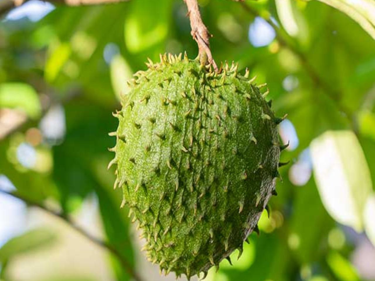 Fresh Soursop – Colombia