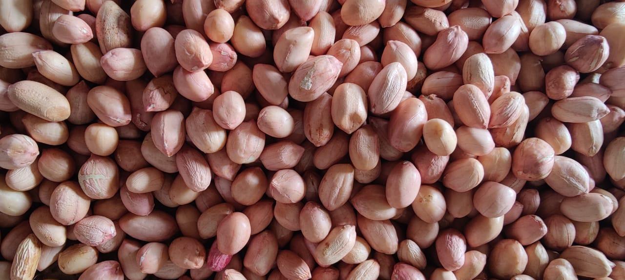 Coriander Seed