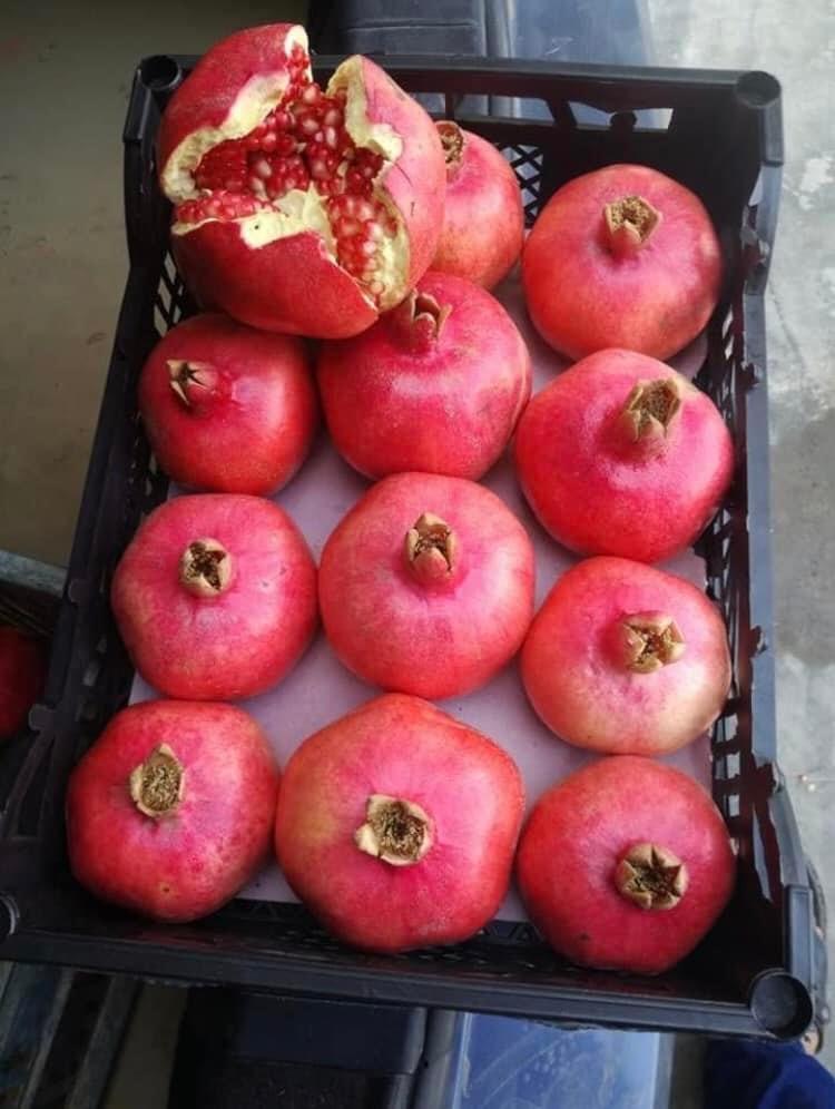 Pomegranates 116