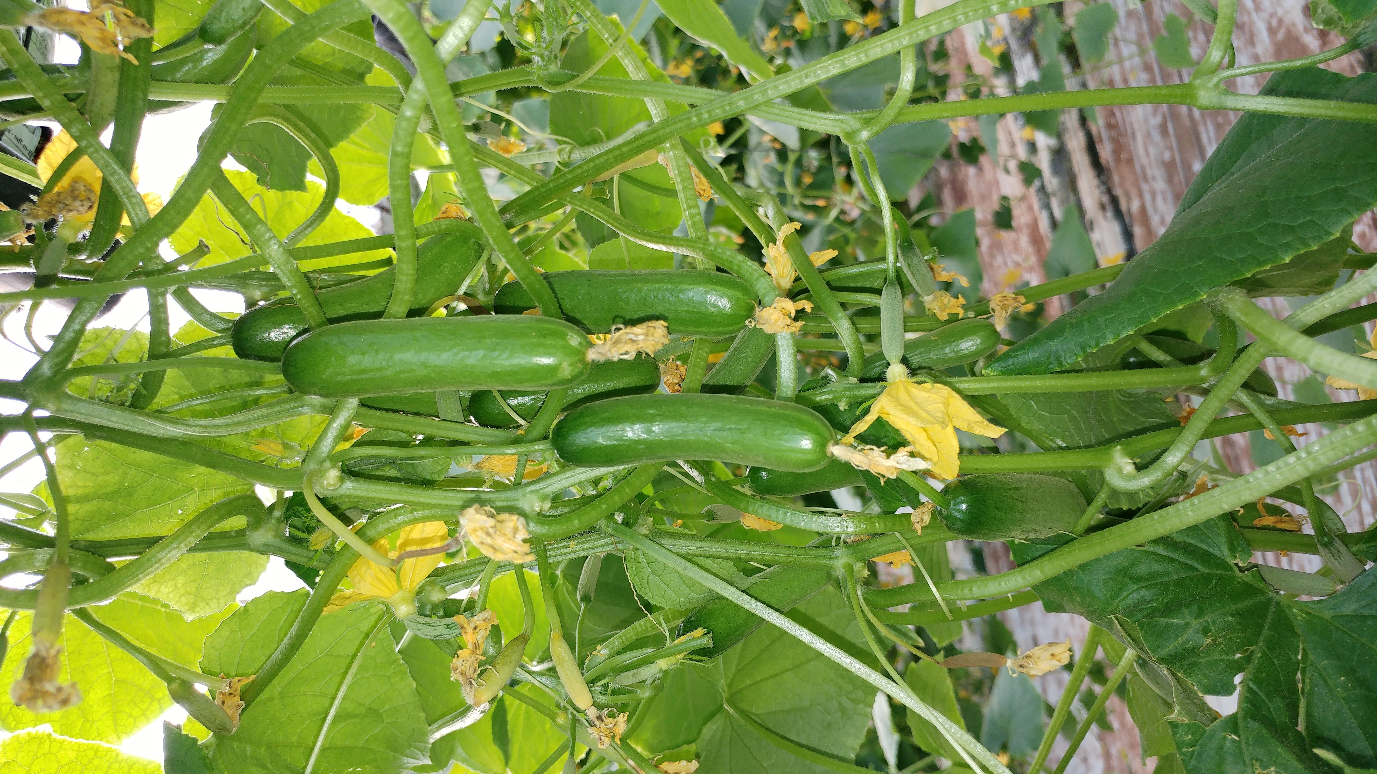 Gherkin