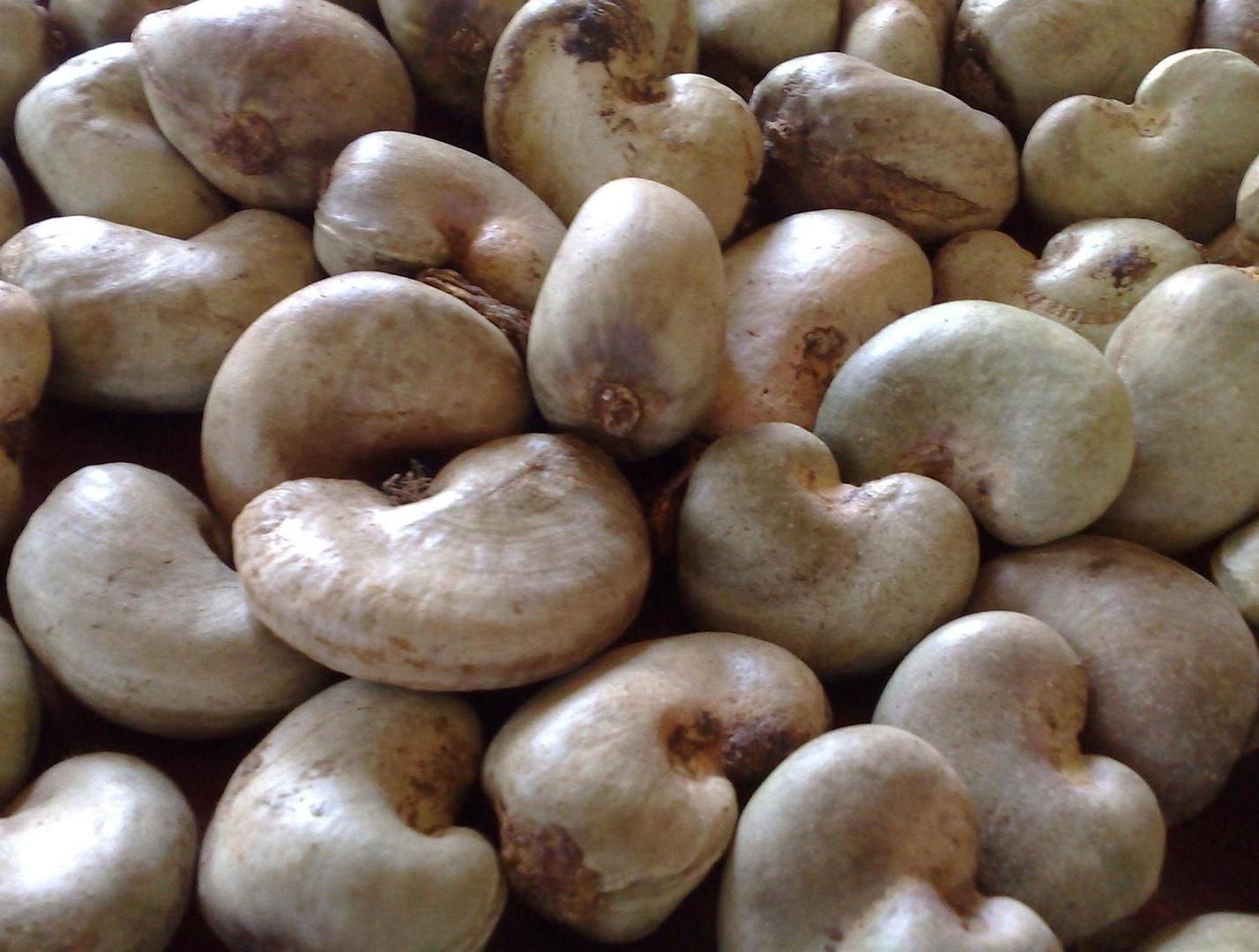 Raw Cashew Nut
