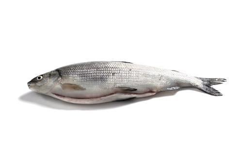 Whitefish