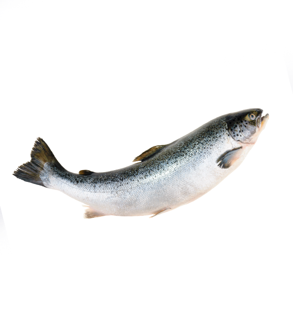 Salmon (Salmo Salar)