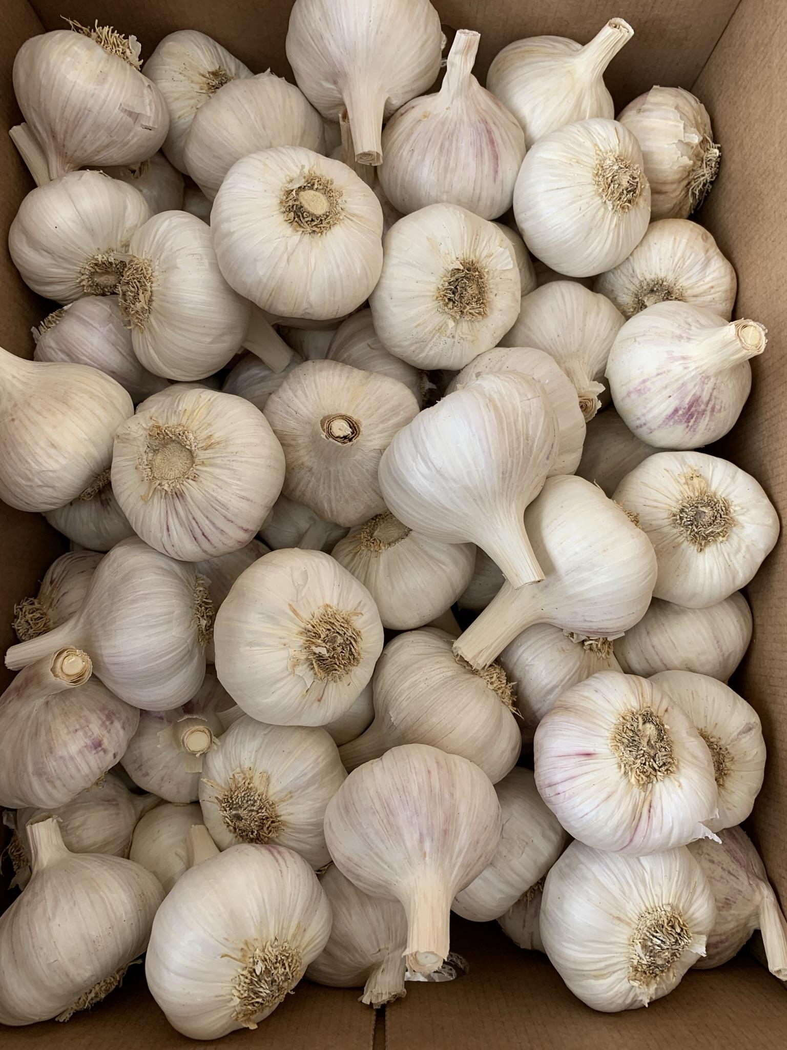 Garlic, ajo, ail, aglio. Allium sativum, Чеснок, 大蒜, Ail, 마늘, Ajo, Garlic