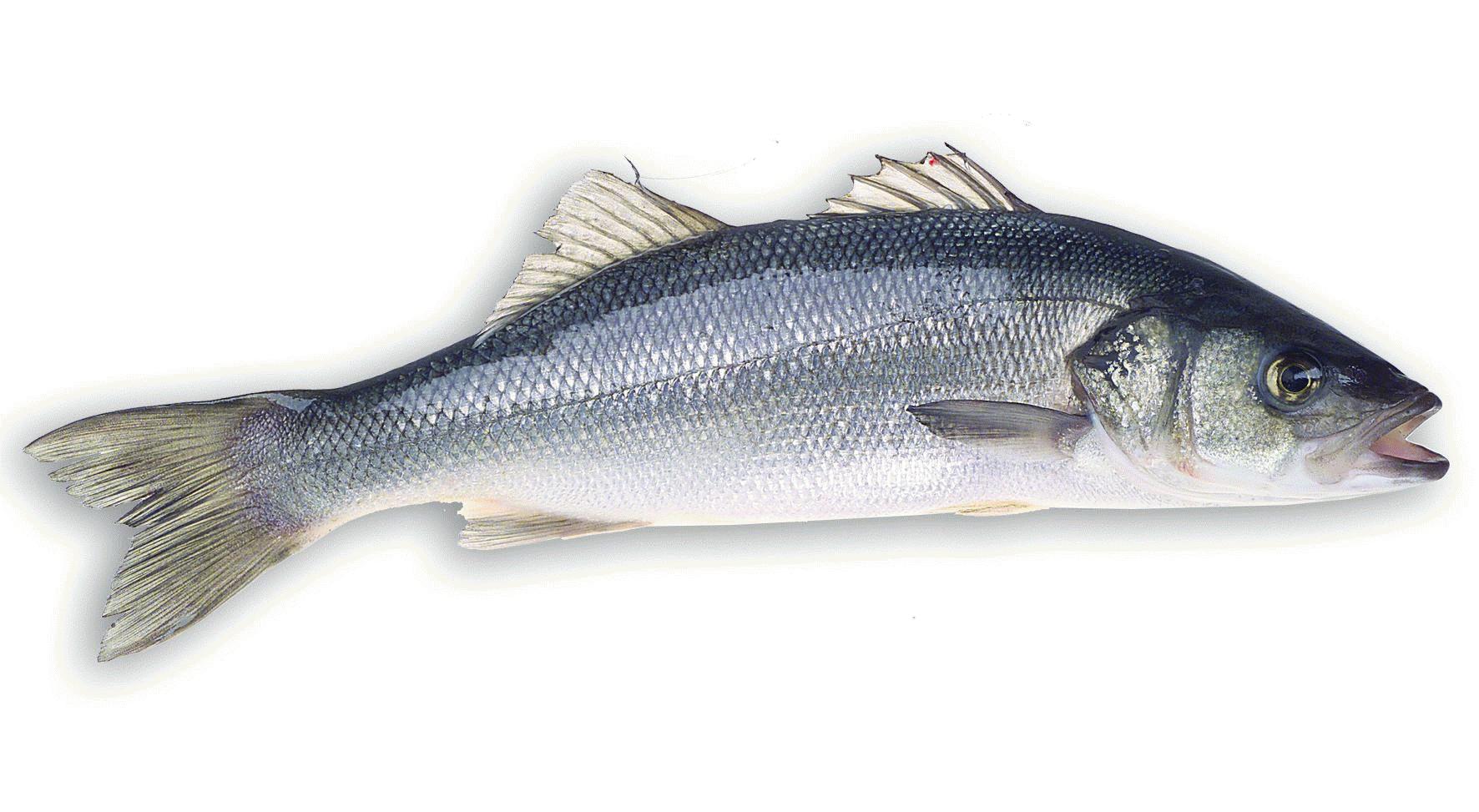 Dicentrarchus Labrax - Sea bass - Lavraki - Branzino - Lubina - Bar - Robalo - Spigola - Loup de Mer - Wolfsbarsch