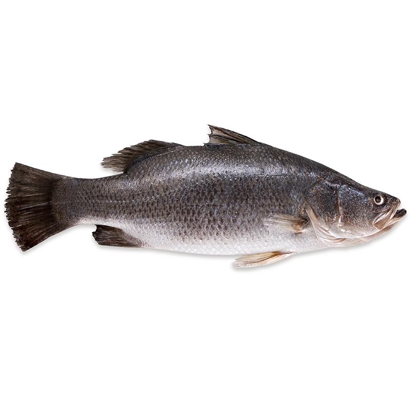 Seabass