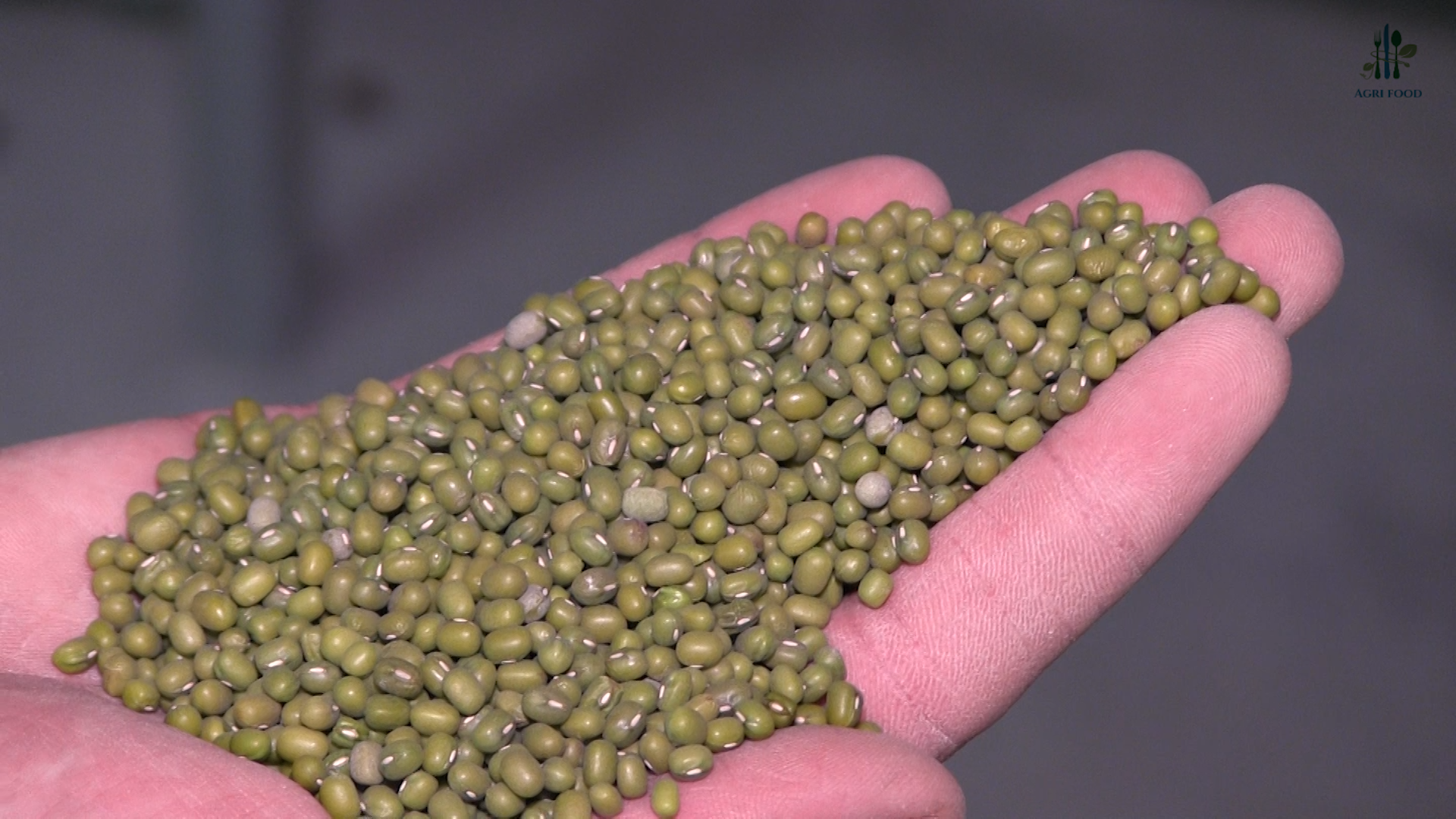 Mung bean