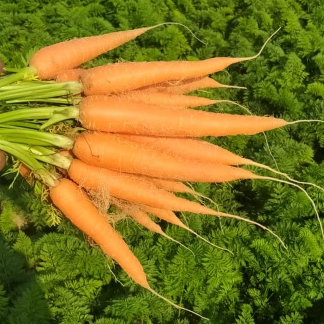 FRESH CARROT