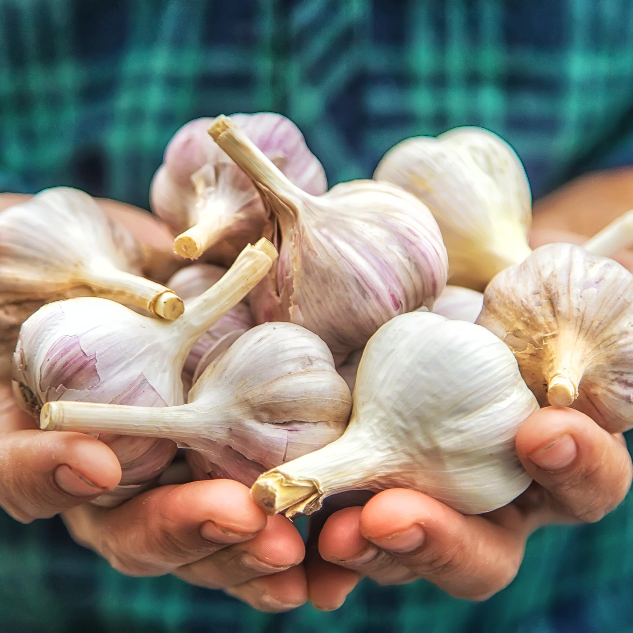 Fresh Garlic