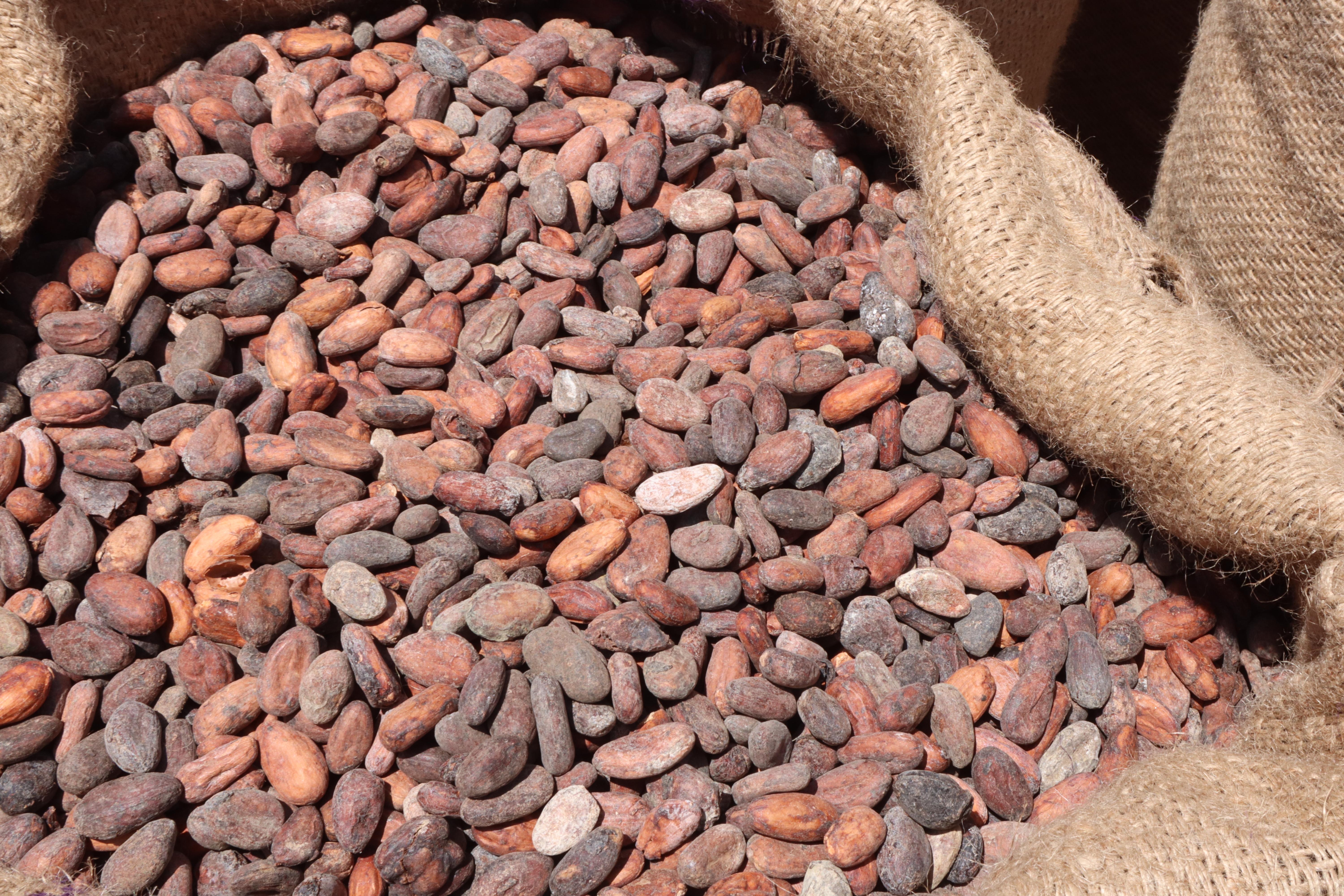 Cocoa Beans