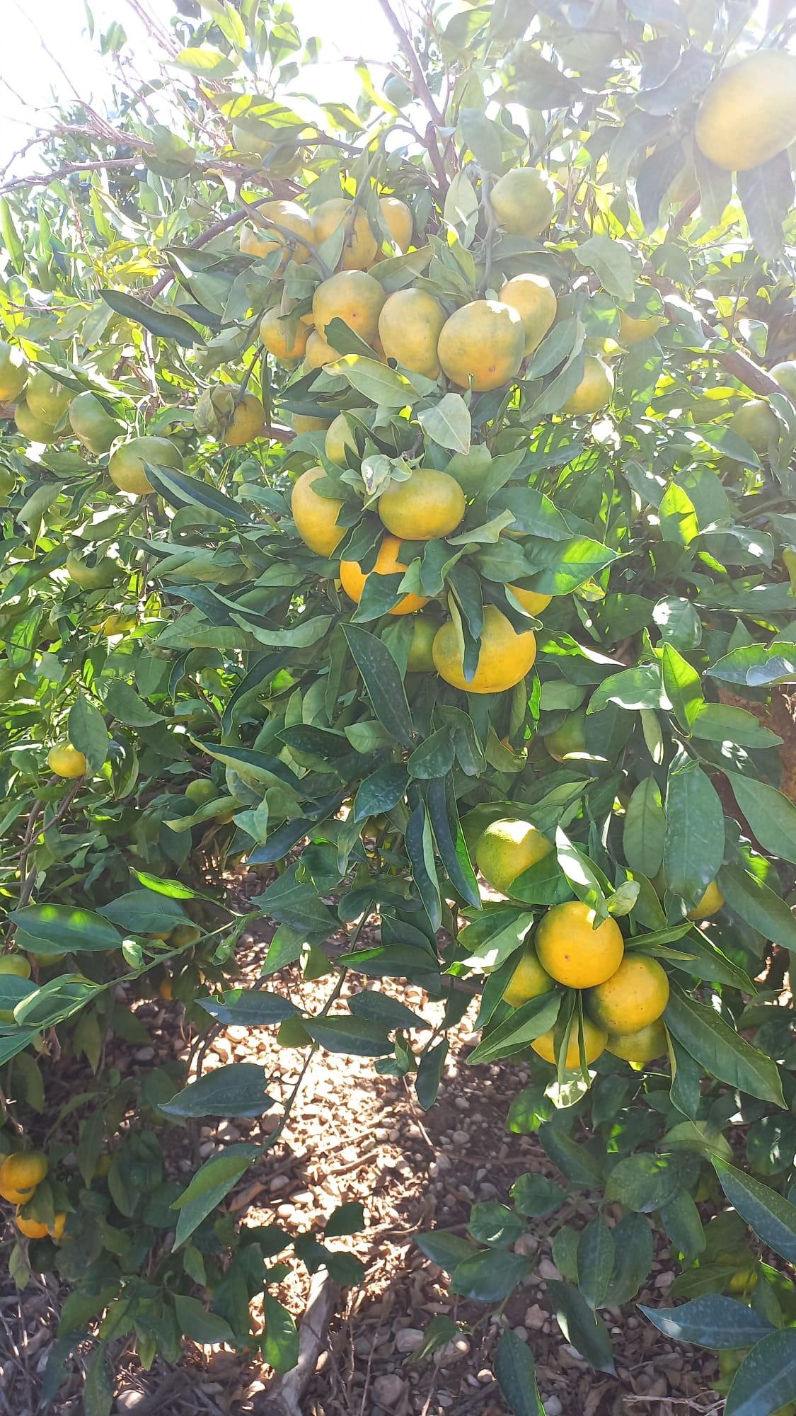 Fresh Clementine