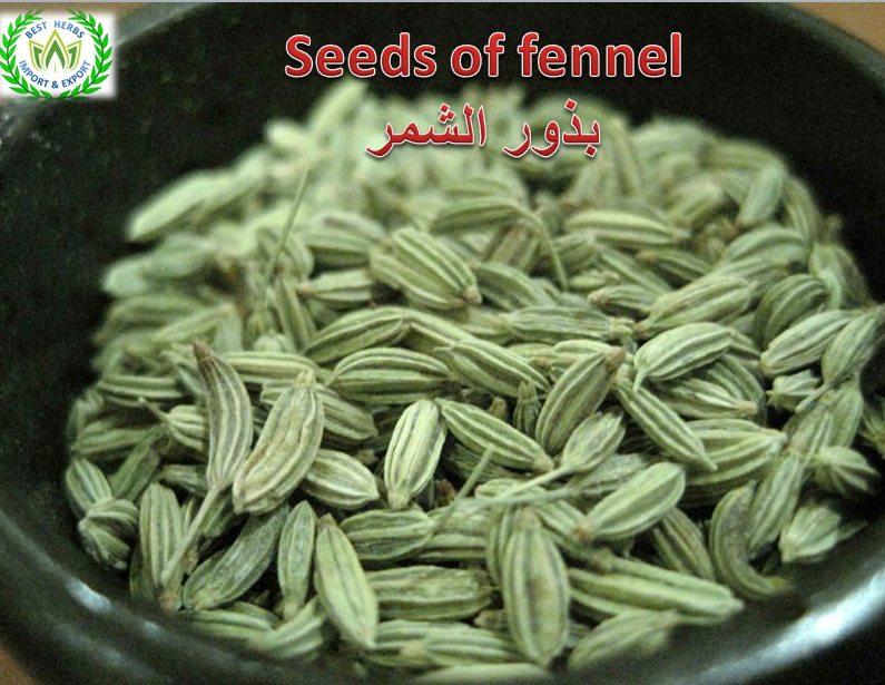Fennel seeds production May 2019 for export