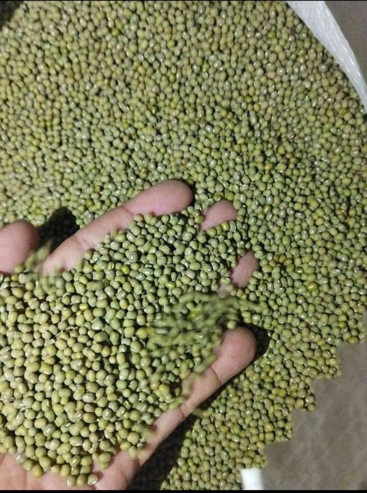 MUNG BEANS