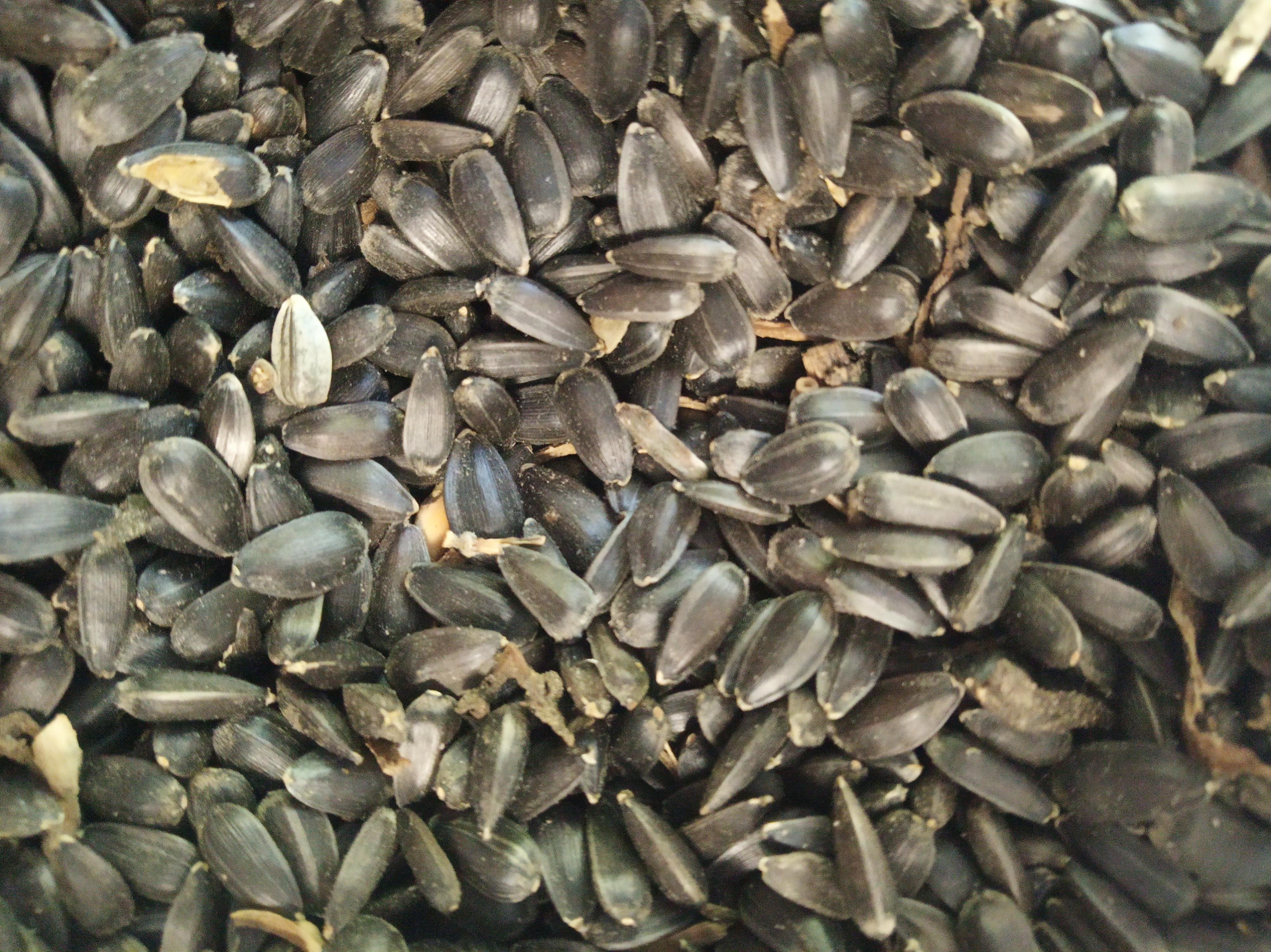 Sunflower seeds