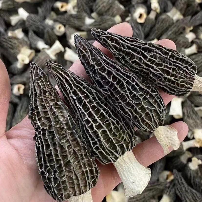 Morel mushroom