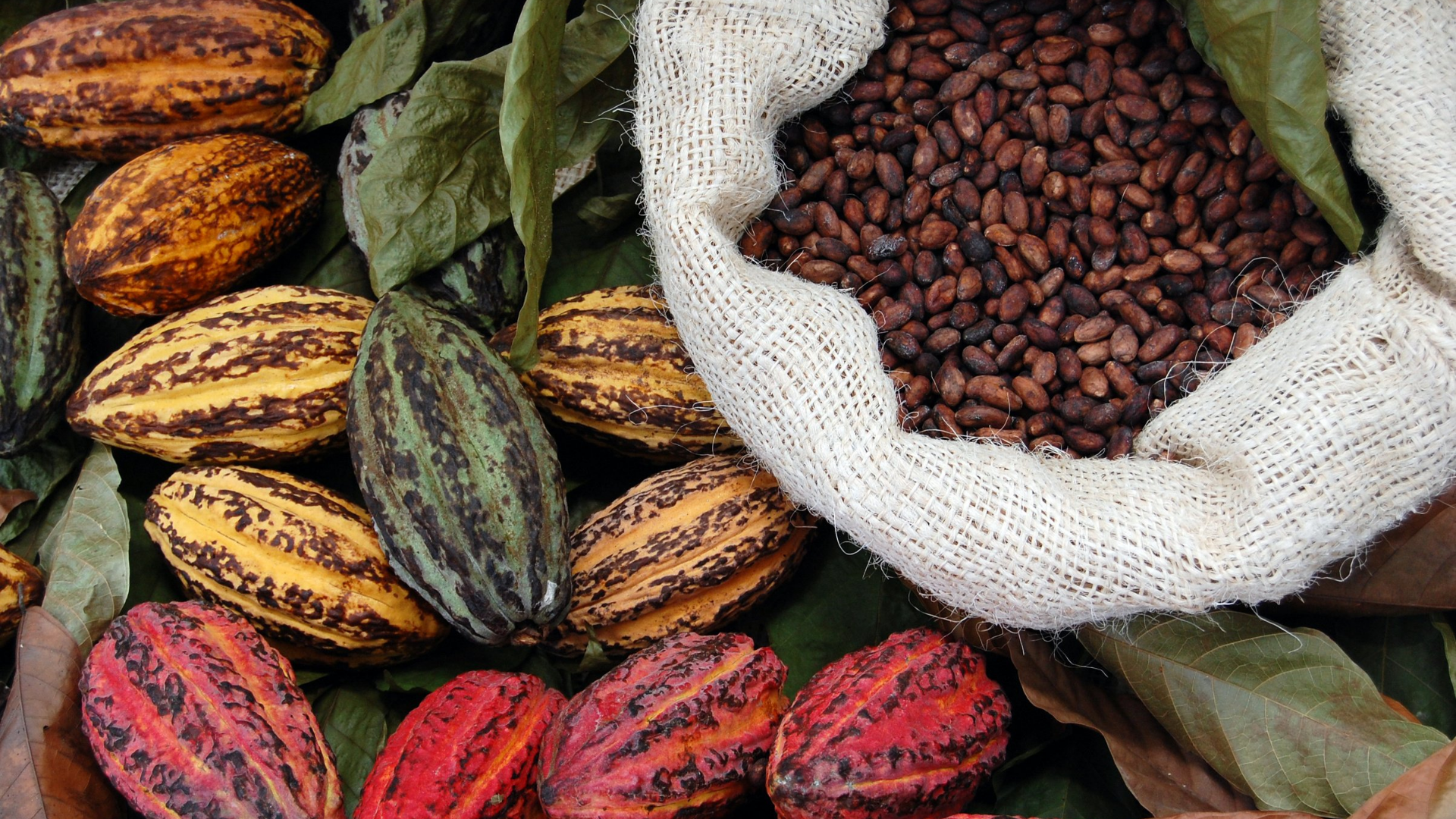 Cacao