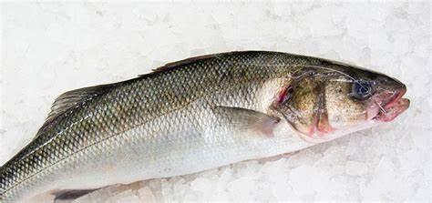 Seabass