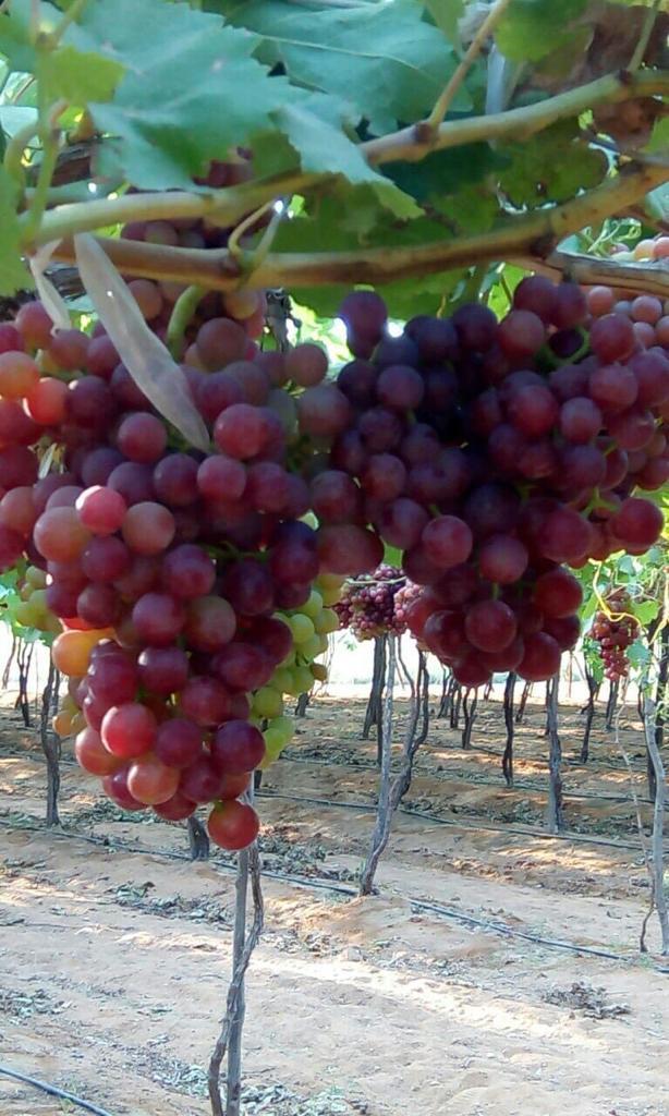 Grapes