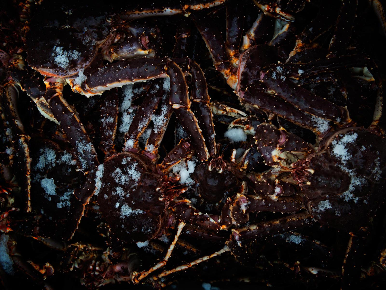 Live Red King Crab