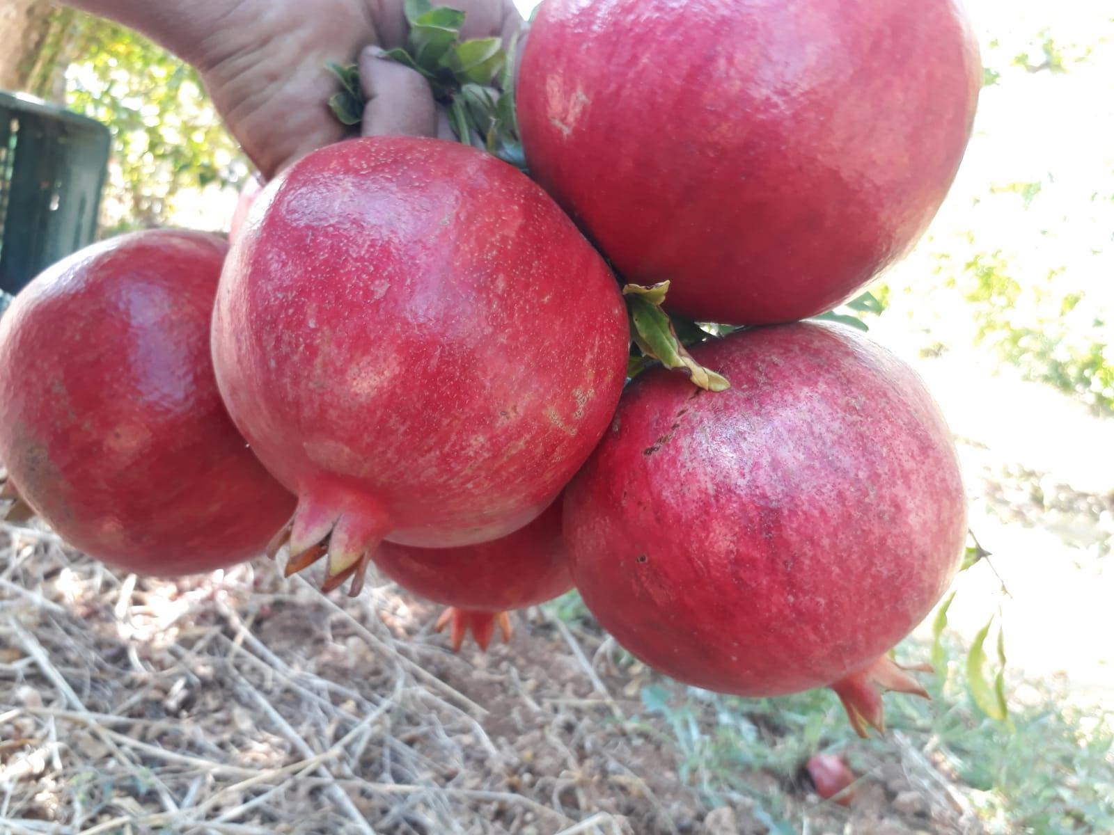 Pomegranate