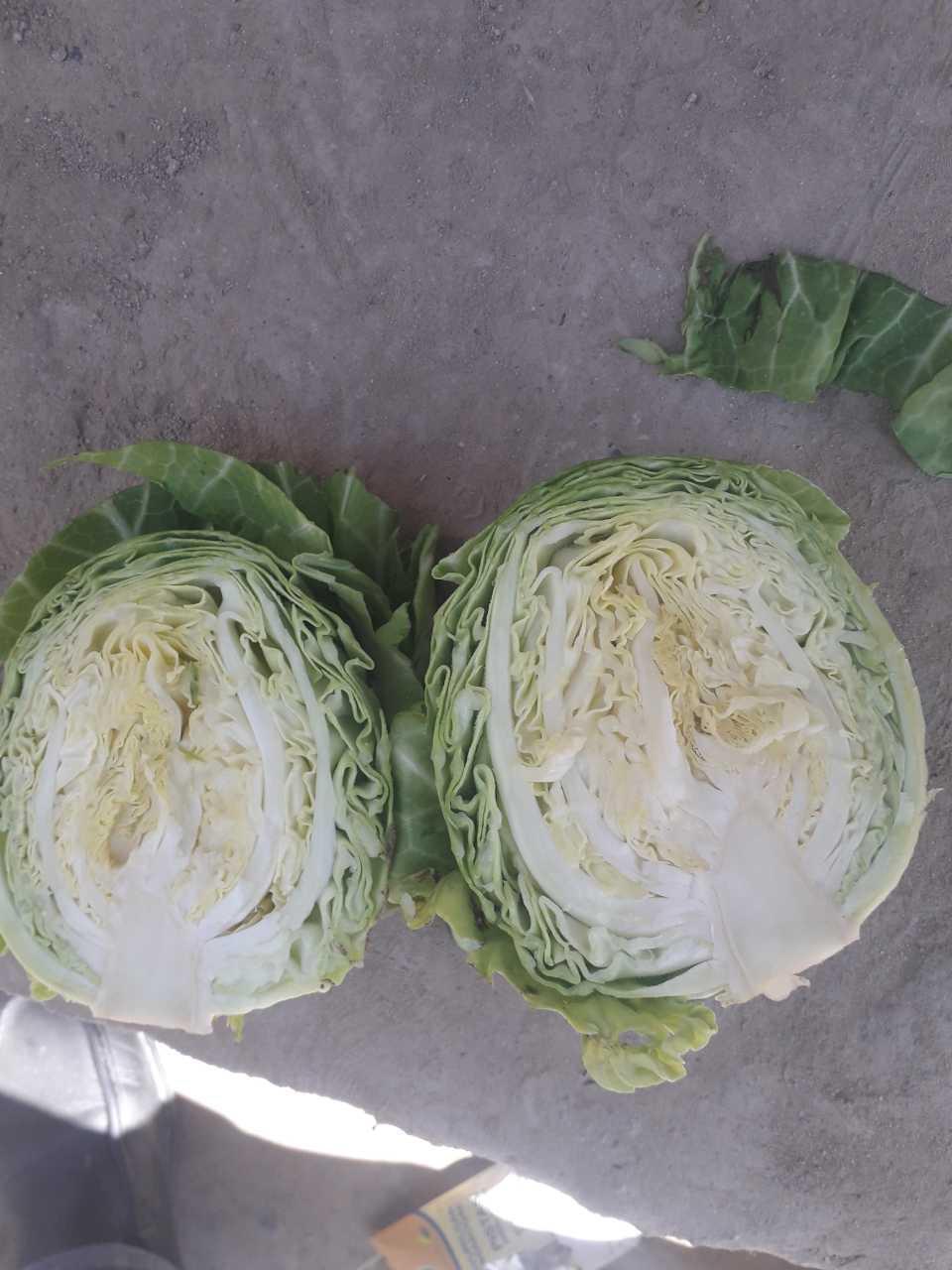 Fresh Cabbage