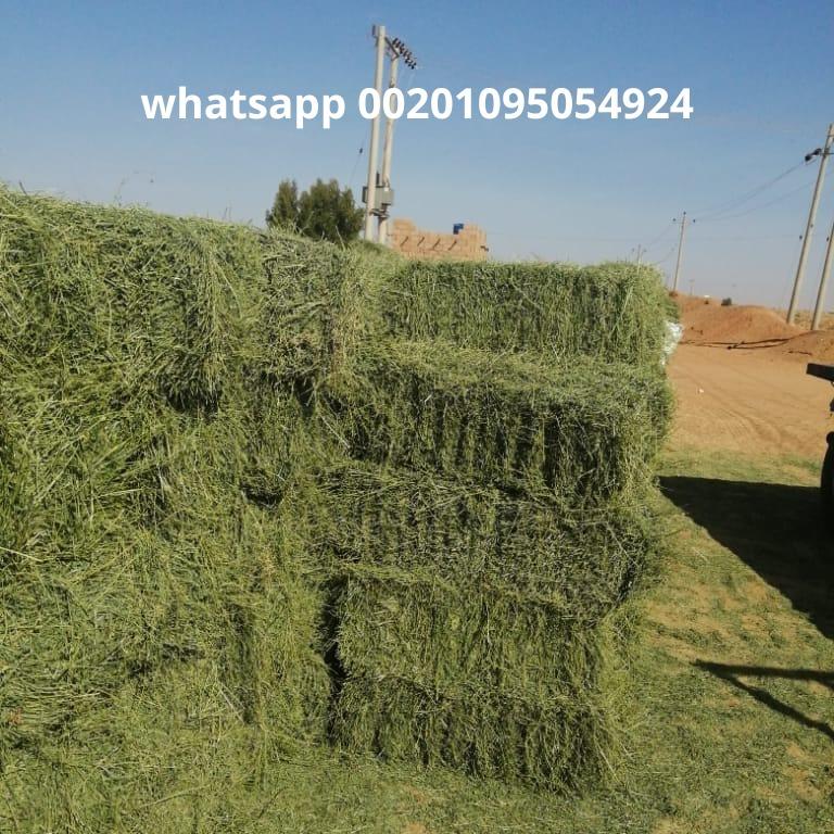 Quality Alfafa Hay for Animal Feeding Stuff Alfalfa - Alfalfa Hay / Alfalfa Hay