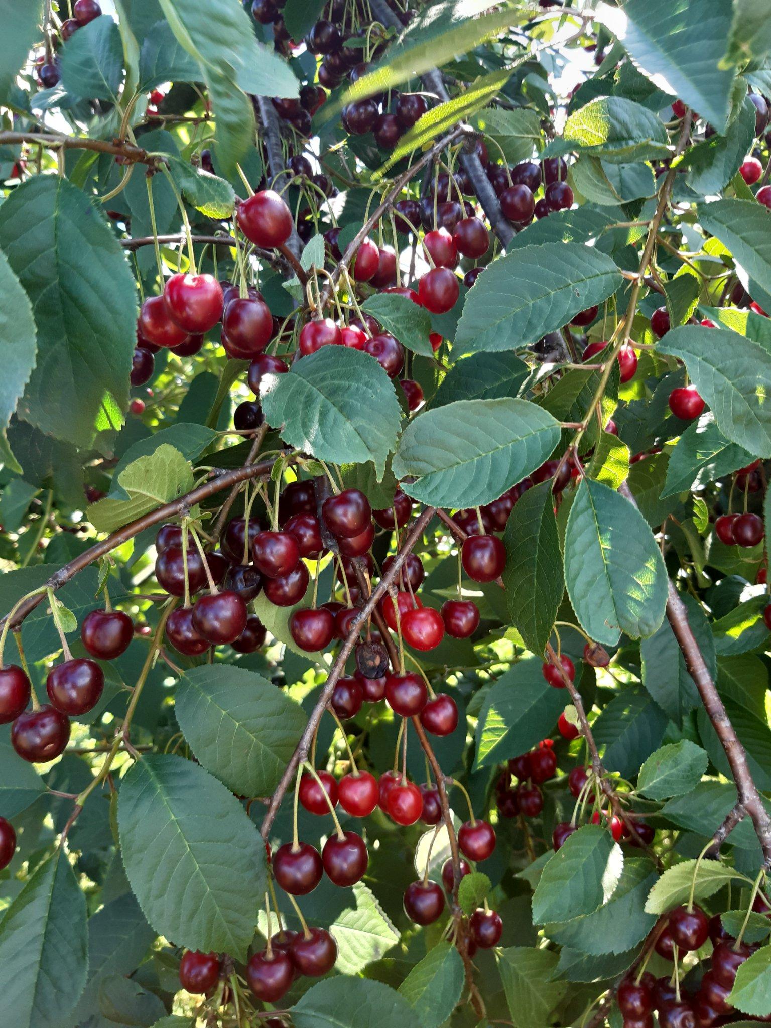 sour cherry