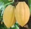 Cocoa beans