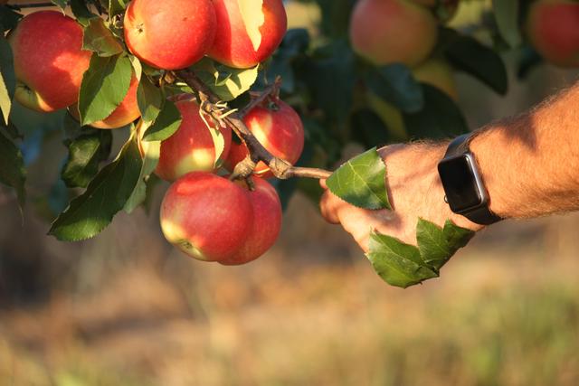 Apple Delbar Estivale