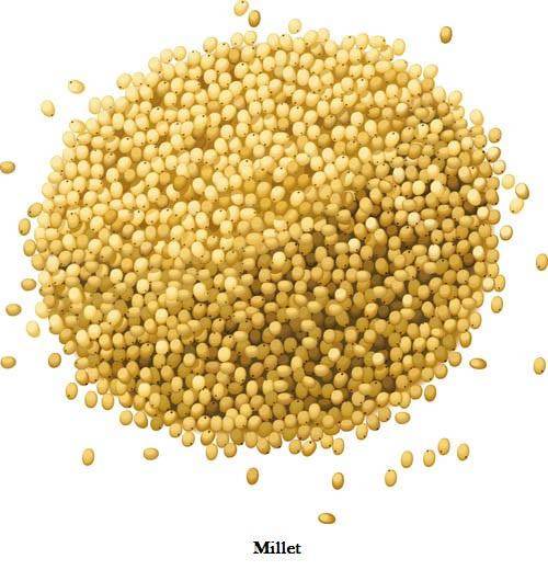 sesame seed