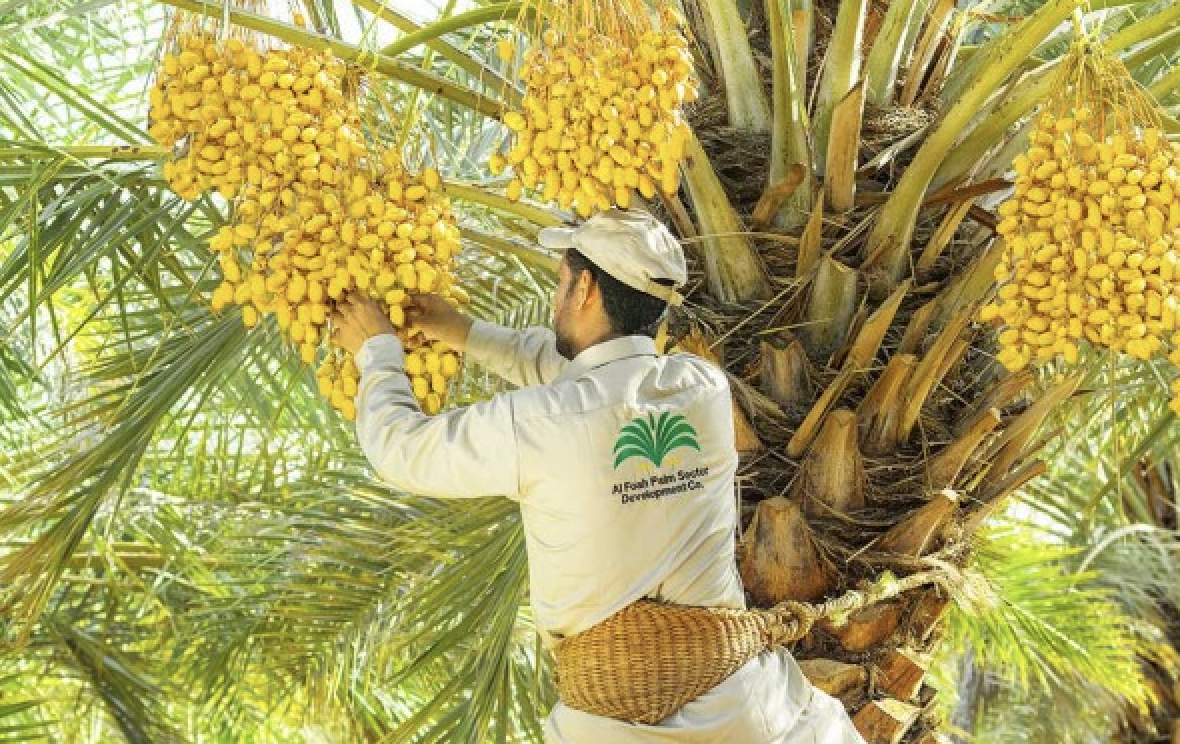 Khalas Dates 250g Vacuum Pack