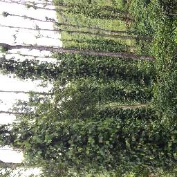 GiriSridhar organic estate