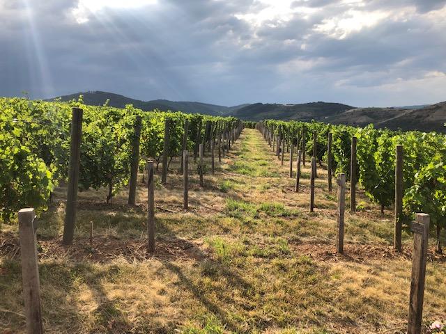 VITIVALOR WINES