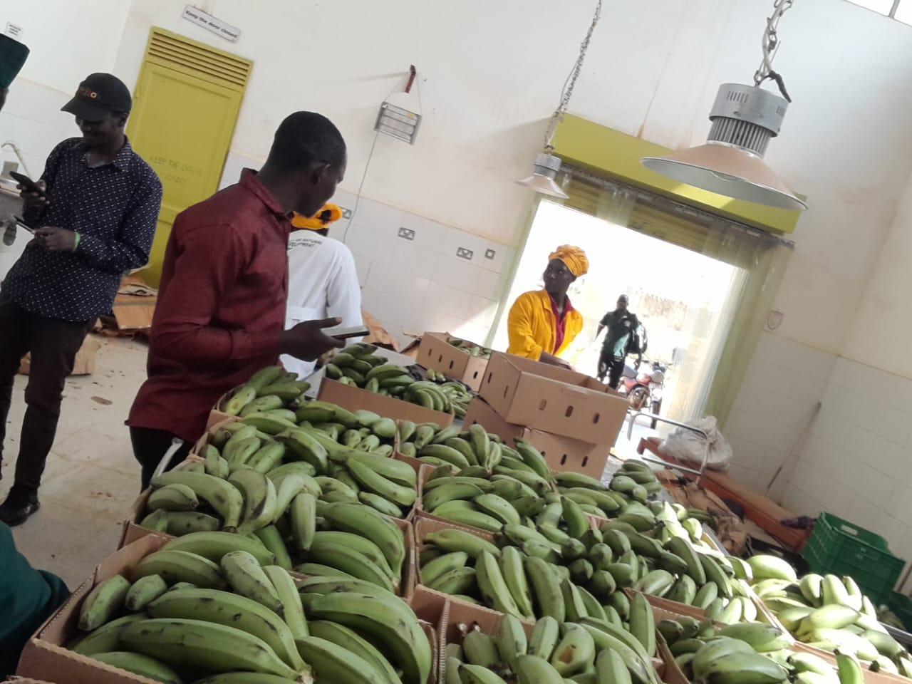 Mkulima Exports Uganda Limited