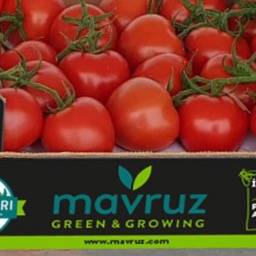 Mavruz