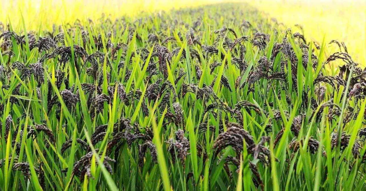 Dark rice