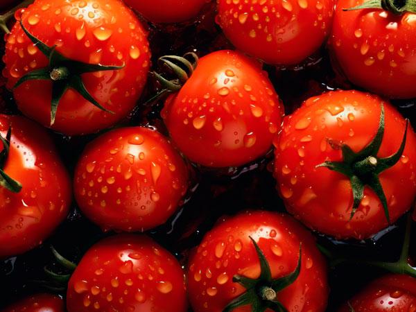 Fresh tomatoes, Spain origin