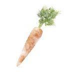 IQF Carrot