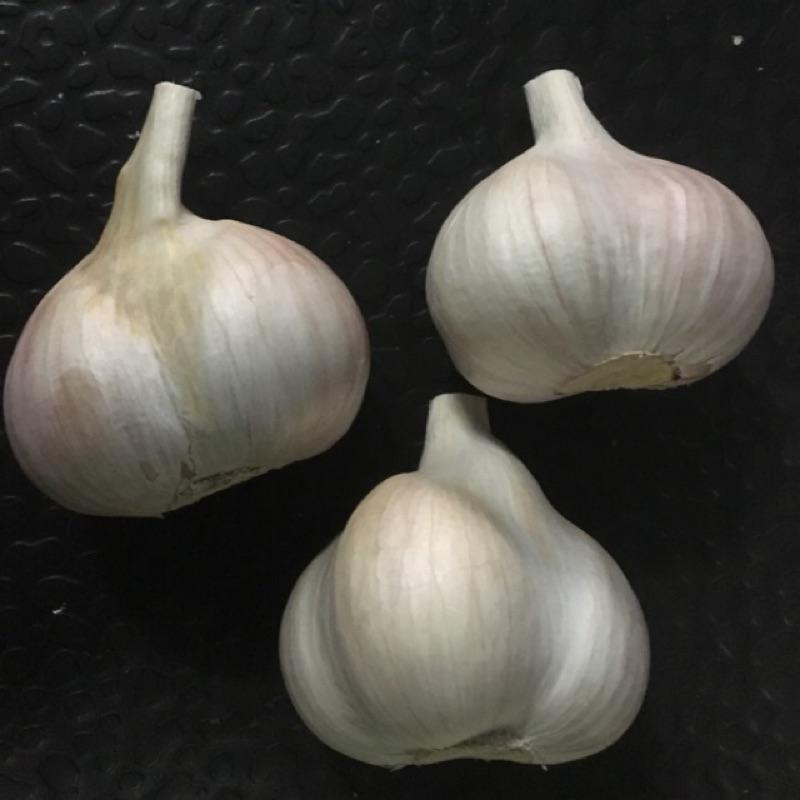 Dry Garlic
