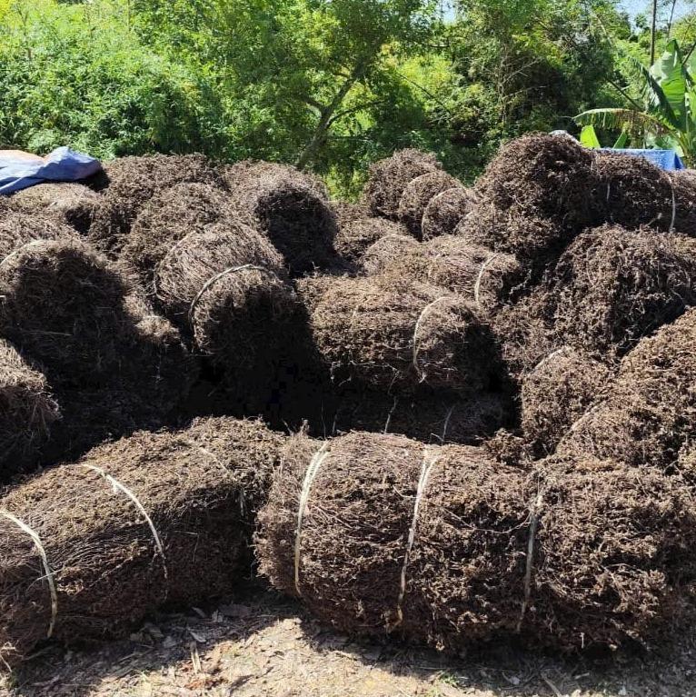 Wholesale Dried Grass Jelly Leaves / Platostoma palustre