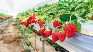 Fresh Strawberry