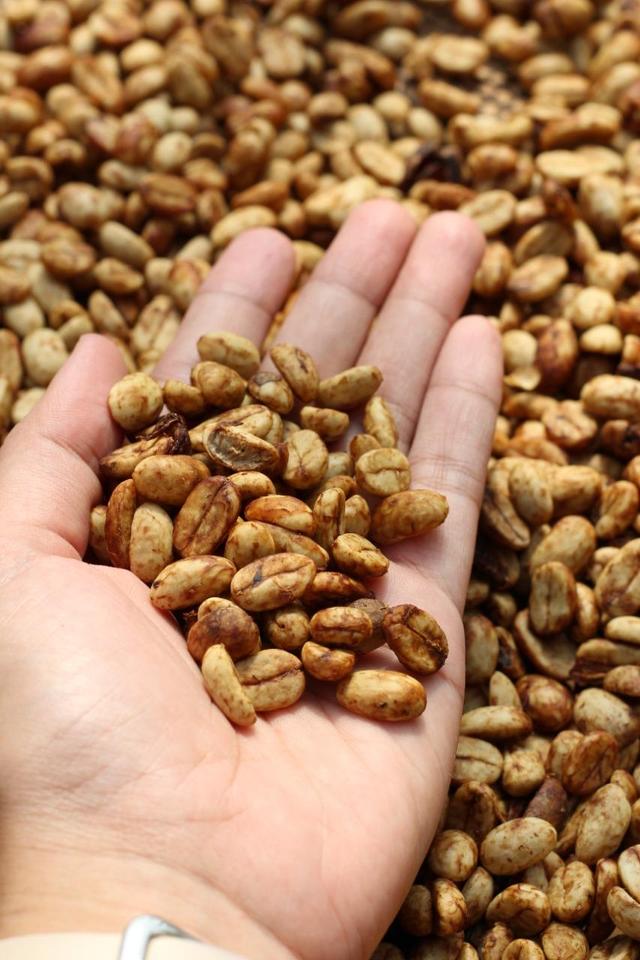 Arabica & Robusta Coffee Bean