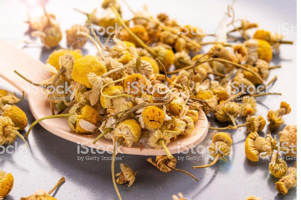 chamomile