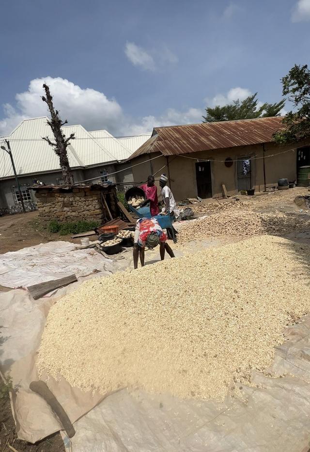 Maize grains