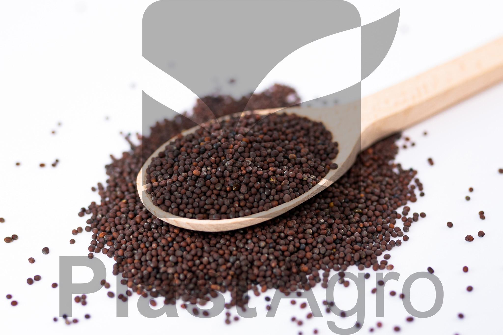 Brown mustard seed (Brassica nigra)