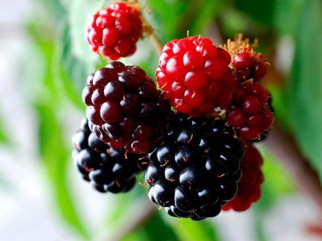 Blackberry