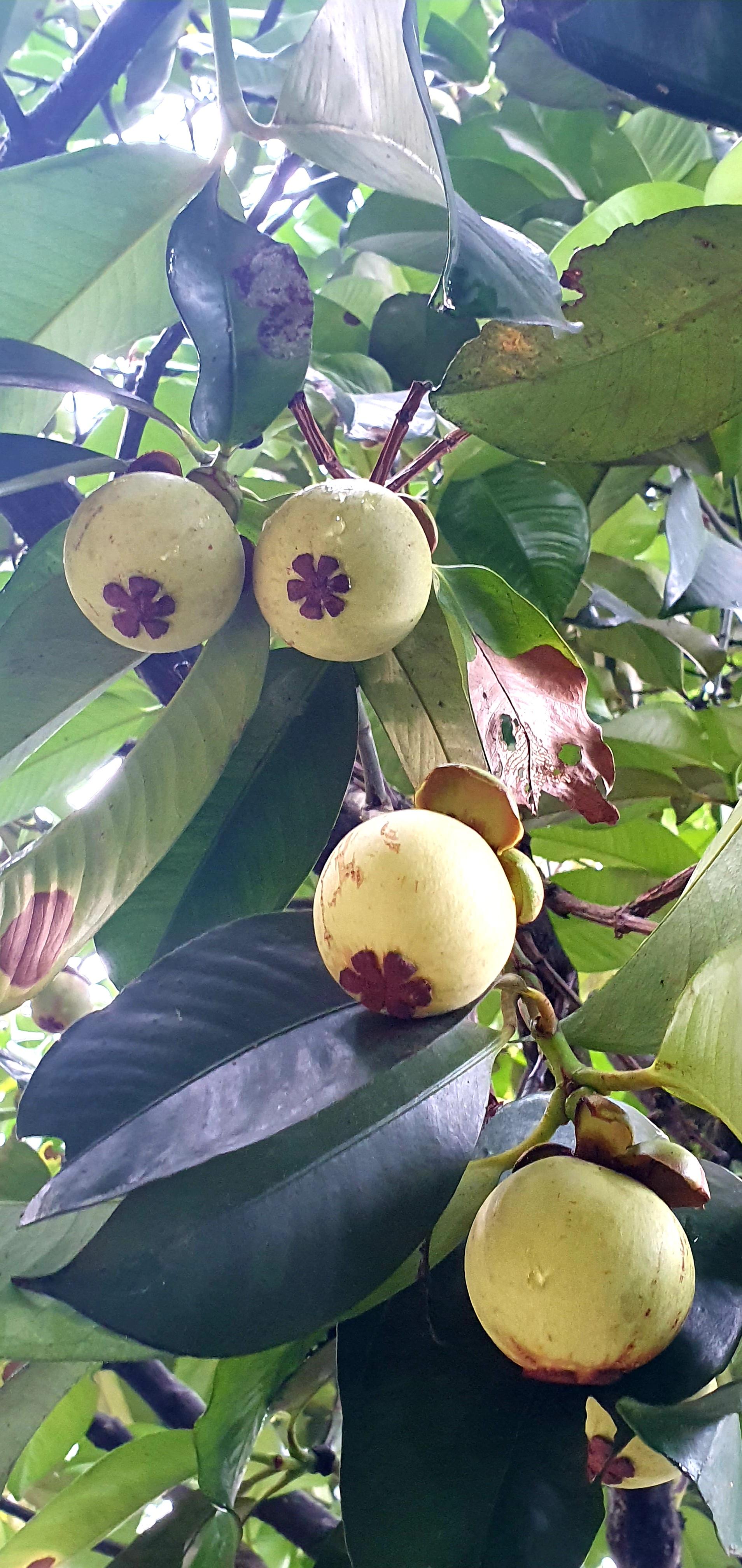 Mangosteen